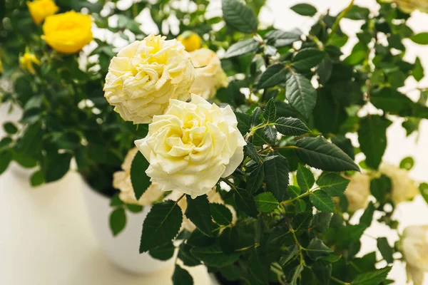 Beautiful White Roses Pot Closeup — Stock Photo, Image