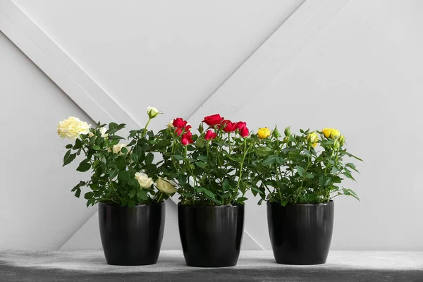 Beautiful roses in pots on table near light wall