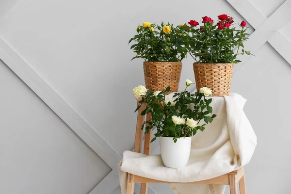 Beautiful roses in pots on table near light wall