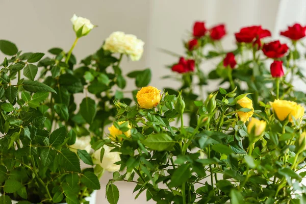 Beautiful Roses Pots Room Closeup — Stock Photo, Image