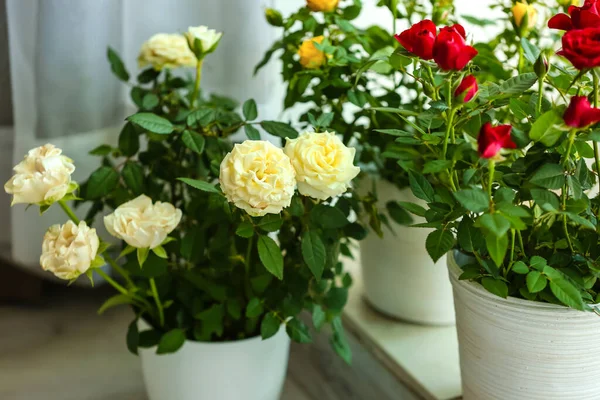 Beautiful Roses Pots Floor Room — Stock Photo, Image