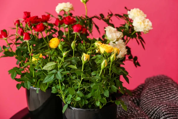 Beautiful Roses Pots Table Room — Stock Photo, Image