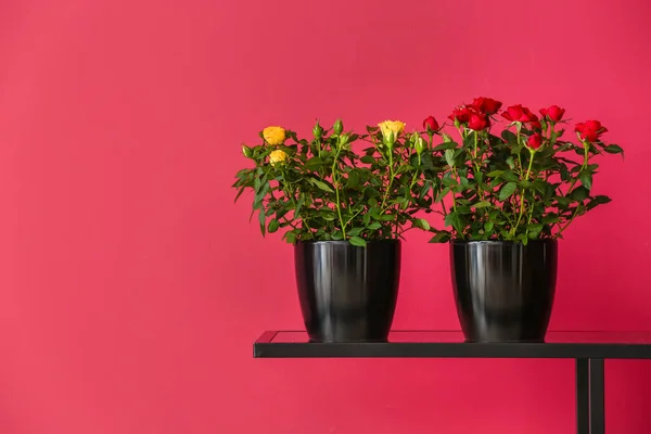 Beautiful Roses Pots Table Color Wall — Stock Photo, Image