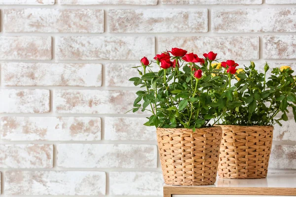 Beautiful Roses Pots Shelf Brick Wall — Stock Photo, Image