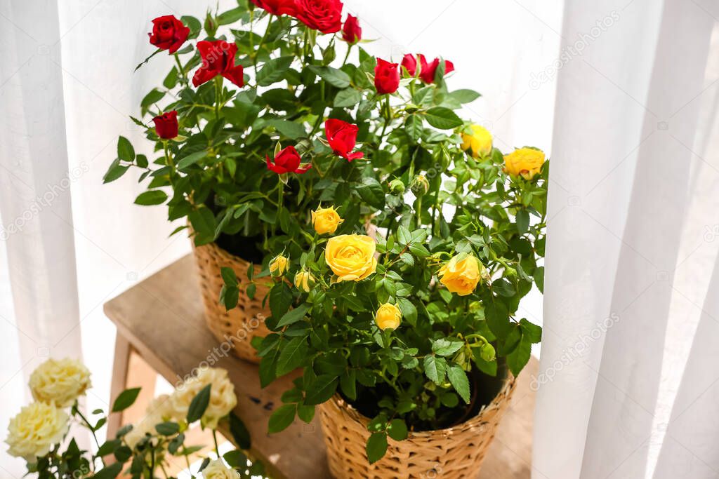 Beautiful roses in pots on table near window