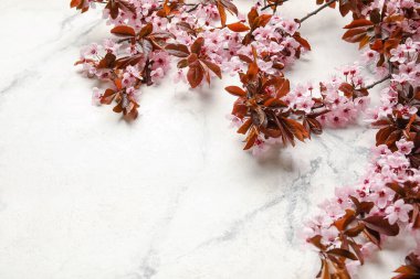 Açık arkaplanda çiçek açan güzel dallar