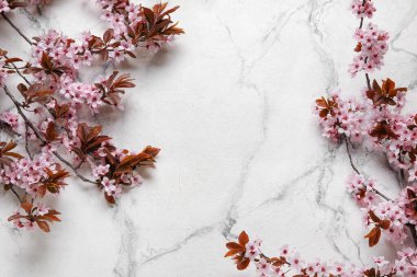 Açık arkaplanda çiçek açan güzel dallar