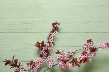 Renkli ahşap arka planda çiçek açan güzel dallar