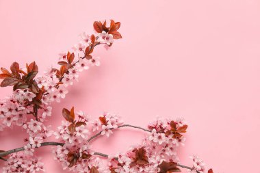 Renk arkaplanında çiçek açan güzel dallar