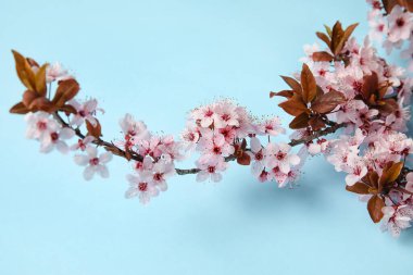 Renk arkaplanında çiçek açan güzel dallar