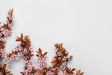 Açık arkaplanda çiçek açan güzel dallar