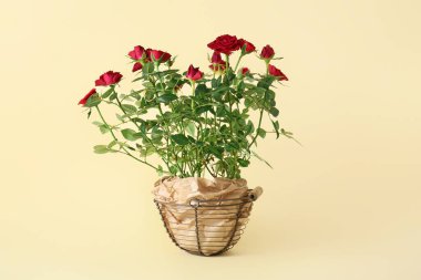 Arka planda saksıda güzel kırmızı güller