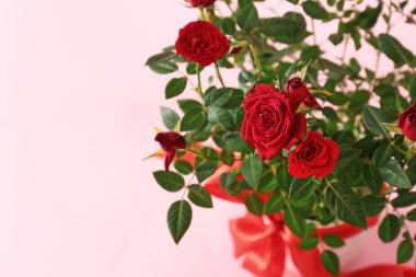 Renkli arka planda saksıda güzel kırmızı güller, yakın plan