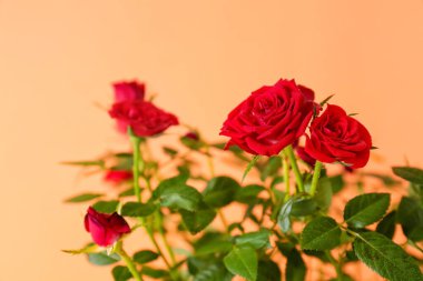 Renkli arka planda saksıda güzel kırmızı güller, yakın plan