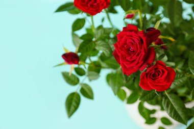 Renkli arka planda saksıda güzel kırmızı güller, yakın plan