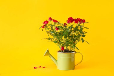 Arka planda saksıda güzel kırmızı güller