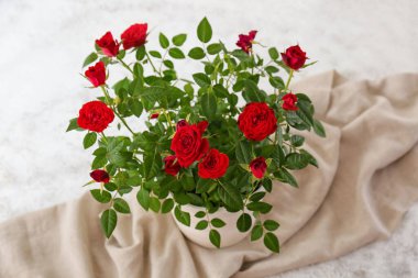 Açık arkaplanda saksıda güzel kırmızı güller