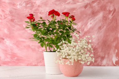 Güzel kırmızı güller ve çingene saksısı renkli duvarın yanındaki masada.