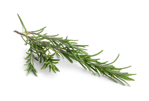 Fresh rosemary on white background