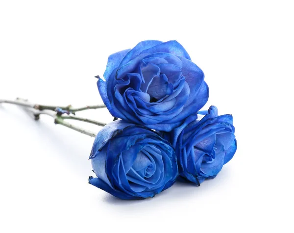 Красивые Голубые Розы Белом Фоне — стоковое фото