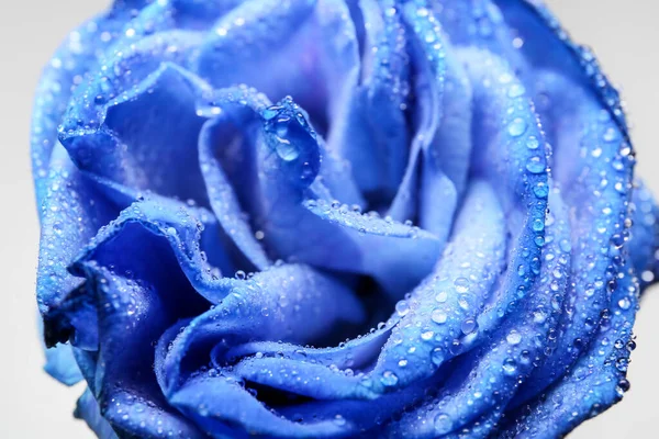 Belle Rose Bleue Sur Fond Clair Gros Plan — Photo