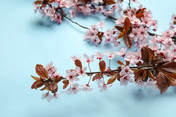 Beautiful Blossoming Branches Color Background — Stock Photo, Image