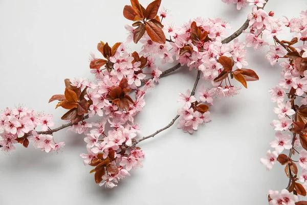 Beautiful Blossoming Branches Light Background — Stock Photo, Image
