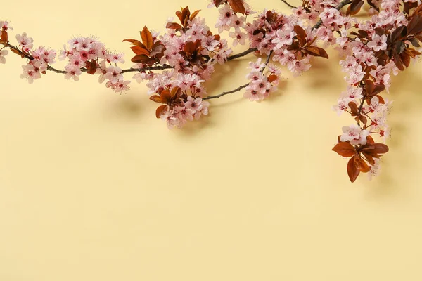 Piękne Kwitnące Gałęzie Tle Koloru — Zdjęcie stockowe
