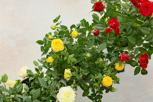 Beautiful Roses Pots Light Background — Stock Photo, Image