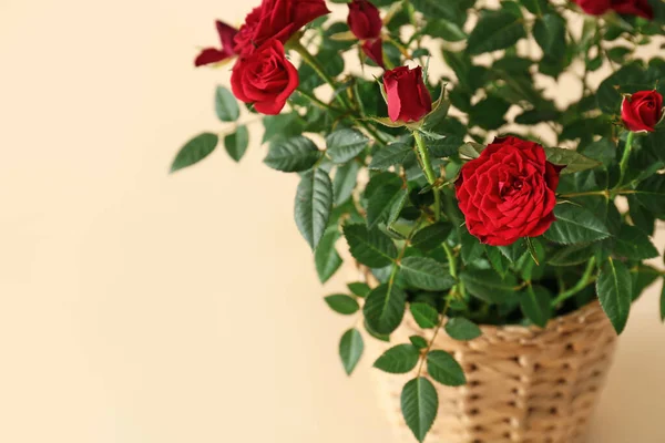 Krásné Červené Růže Hrnci Barevném Pozadí Detailní Záběr — Stock fotografie