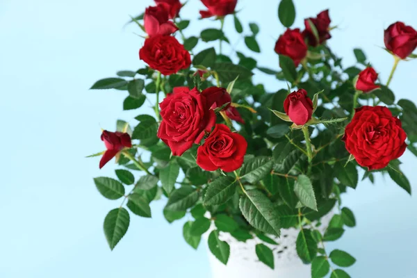 Schöne Rote Rosen Topf Auf Farbigem Hintergrund Nahaufnahme — Stockfoto