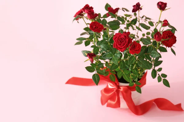 Schöne Rote Rosen Topf Auf Farbigem Hintergrund — Stockfoto