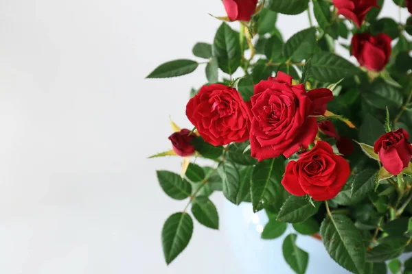 Beautiful Red Roses Pot White Background Closeup — Stock Photo, Image