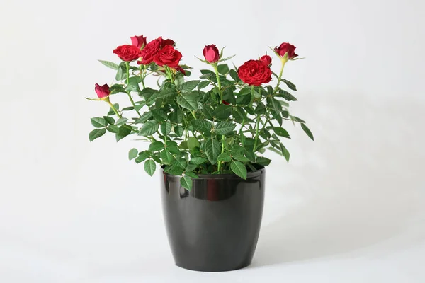 Beautiful Red Roses Pot White Background — Stock Photo, Image