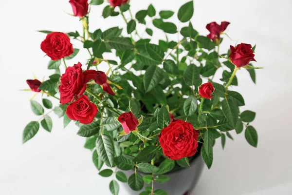 Beautiful Red Roses Pot White Background Closeup — Stock Photo, Image