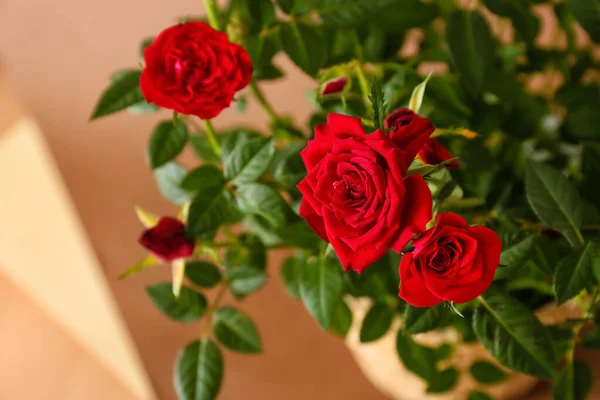 Schöne Rote Rosen Topf Auf Farbigem Hintergrund Nahaufnahme — Stockfoto