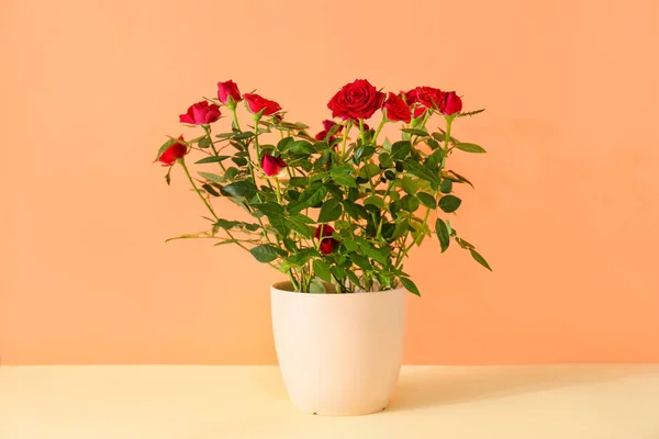 Beautiful Red Roses Pot Color Background — Stock Photo, Image