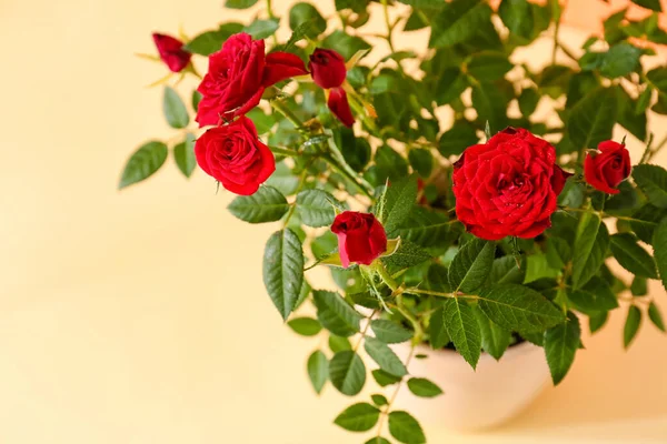 Beautiful Red Roses Pot Color Background Closeup — Stock Photo, Image