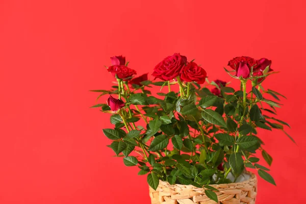 Beautiful Red Roses Pot Color Background — Stock Photo, Image