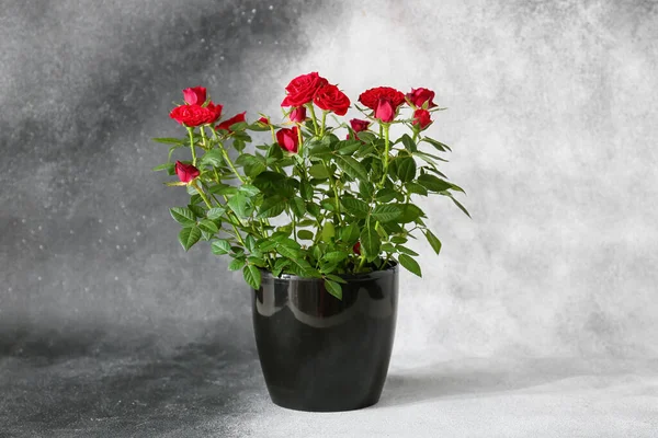 黒と白の背景にポットの美しい赤いバラ — ストック写真