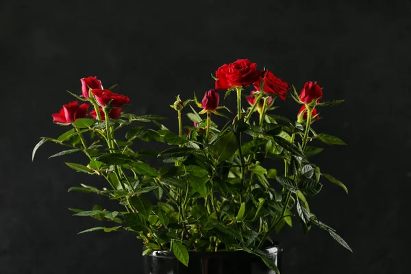 Beautiful Red Roses Pot Dark Background — Stock Photo, Image