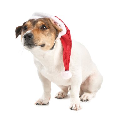 Beyaz arka planda Noel Baba şapkalı sevimli bir köpek.
