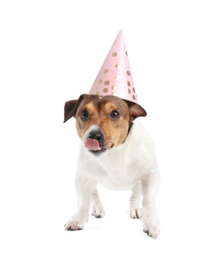 Beyaz arka planda parti şapkalı sevimli bir köpek.
