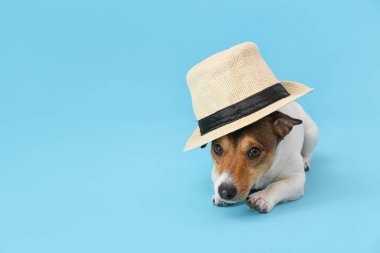 Renkli şapkalı şirin bir köpek.