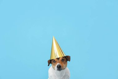 Parti konisinde renkli arka planda sevimli komik köpek