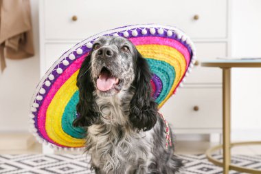 Evde şapkalı şirin bir köpek var.