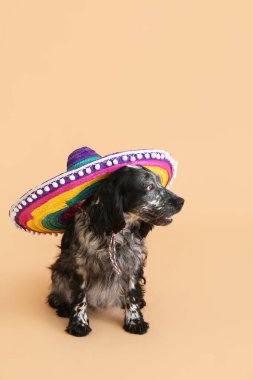 Arka planda şapkalı şirin bir köpek.