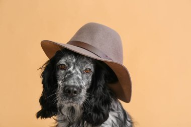 Renkli arka planda şapkalı şirin köpek.