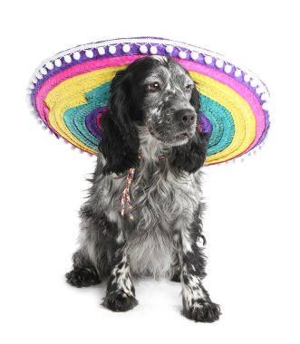 Beyaz arka planda şapkalı şirin bir köpek.