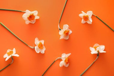 Renkli arkaplanda güzel nergisler